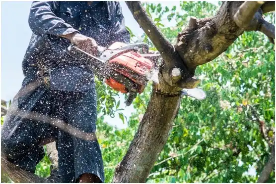 tree services Menomonee Falls